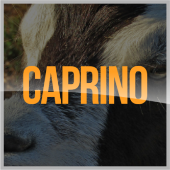 Promin Nutricion Animal, ganado lechero, porcino, caprino, ganado de engorda, ovinos, secuestrantes, bovino, equino, aditivos