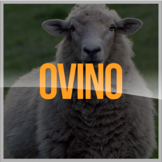 Promin Nutricion Animal, ganado lechero, porcino, caprino, ganado de engorda, ovinos, secuestrantes, bovino, equino, aditivos