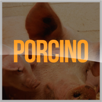 Promin Nutricion Animal, ganado lechero, porcino, caprino, ganado de engorda, ovinos, secuestrantes, bovino, equino, aditivos